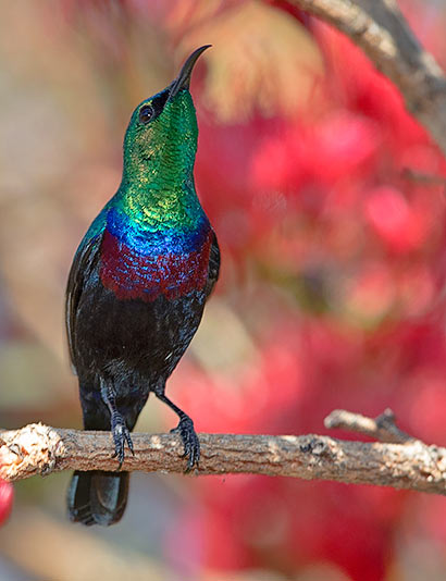Purple-banded Sunbird male